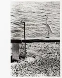 Florida Keys (Long Sprigot and Bird) by Elliott Erwitt, 1968, Gelatin Silver Print, sold Oct 2024