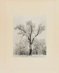 Oaktree by Ansel Adams, 1948, Gelatin Silver Print, sold Oct 2024