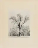 Oaktree by Ansel Adams, 1948, Gelatin Silver Print, sold Oct 2024