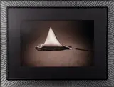 Bullnose Ray by Henry Horenstein, Photograph in Sepia Tones, sold Oct 2024