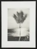 Palm Tree by Joan Liftin, Gelatin Silver Print, sold Oct 2024