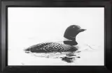 Loon by Steve Snyder, 1988, Photograph, sold Oct 2024