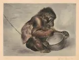 Affe by Toshio Bando, color etching, offered Sep 2020