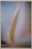 White Iris by Jim Laser, Photograph, sold Oct 2026