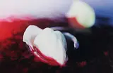 Gorgeous #9 by Teresa Chen, 2004, chromogenic print, sold Jun 2020