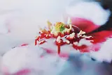 Gorgeous #12 by Teresa Chen, 2004, chromogenic print, sold Jun 2020