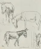 Eselskizzen by Robert Hainard, pencil, sold Mar 2020