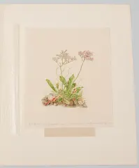 Strandnelke by Margarete Jürgens, watercolor, sold Dec 2019