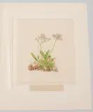 Strandnelke by Margarete Jürgens, watercolor, sold Dec 2019