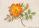 Kapuziner Rose by Niklaus Stoecklin, 1957, watercolor, offered Dec 2019