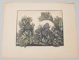 Arvenzapfen by Marie Rollé, color woodcut, sold Dec 2019