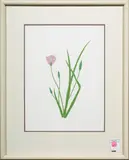 Calochortus uniflorus by Hisao A. Yokota, 1981, serigraph, sold May 2023