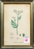 Untitled by Early Botanical Print, lithograph, sold May 2023