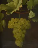 Grapes on a vineOil on canvas23 x 19cm (9 x 7¼ in.) by O.D. Ottesen, oil, offered Dec 2021