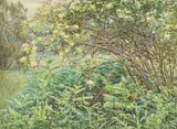 Wild roses and brackenWatercolourSigned and dated 1906 (lower left)29.5 x 40cm (11½ x 15½ in.) by Woodbine K. Hinchcliff, 1906, watercolor, offered Dec 2021
