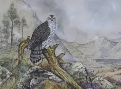 Osprey in a landscape by Ian Bowles, gouache and watercolour, offered Aug 2022