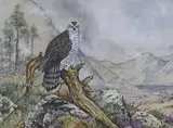 Osprey in a landscape by Ian Bowles, gouache and watercolour, offered Aug 2022