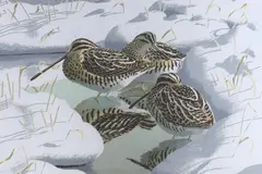 Common Snipe by John Tennent, 1986, screenprint, offered Aug 2022