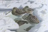 Common Snipe by John Tennent, 1986, screenprint, offered Aug 2022