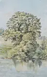 An oak by a pool Hatton Water, Lancashire by Clark Rampling, watercolour, sold Jul 2022