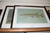 Pike and tench, framed and glazed by Coloured Prints Of Fish, print (other), sold Oct 2022