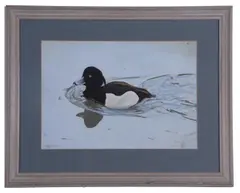 Tufted Ducks by Michael P. Jevon, 2000, Gouache on card, sold Oct 2022