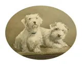 Early 20th Century, a pair of terriers on a table by G. Leccombe, watercolour, sold Mar 2024