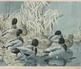 Ducks by C F Tunnicliffe print, print, offered Apr 2022