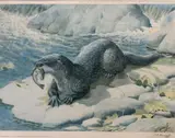 Otter by C F Tunnicliffe print, print, sold Apr 2022