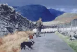 Print - scene of farmer and his two dogs and flock of sheep by Keith Bowen limited edition, print, sold Nov 2021