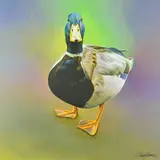 Just charlie by Paul James, print, sold Mar 2019