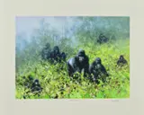 In the mists of rwanda by David Shepherd, print, sold Nov 2018