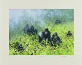 In The Mists of Rwanda by David Shepherd, print, sold Nov 2018