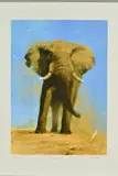 'My Savuti Friend' A limited edition print of an Elephant, signed, by David Shepherd, print, sold Nov 2018