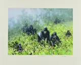 In the Mists of Rwanda' a limited edition print 12/250 of a troop of Gorillas by David Shepherd, print, sold Nov 2018