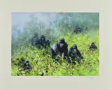 In the mists of rwanda by David Shepherd, print, sold Nov 2018