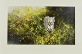 The white tiger of rewa by David Shepherd, print, sold Nov 2018