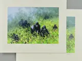 In the mists of rwanda by David Shepherd, print, sold Nov 2018