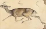 Studies of deer Two, both signed and dated Sept by Alfred William Strutt, pencil, sold Mar 2018