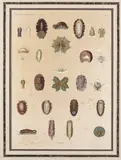 Plates from Histoire Naturelle by Renard and Jules Cesar Savigny, print (other), sold Mar 2018