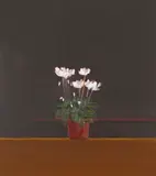 White Cyclamen Signed, inscribed, dated Mar 05 and dedicated verso Oil on canvas 50 x 44cm by John Miller, Oil on canvas, sold Feb 2018