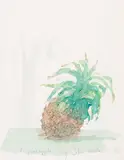 A Pineapple Signed and titled Watercolour over pencil 24 x 18cm by John Miller, Watercolour over pencil, sold Feb 2018