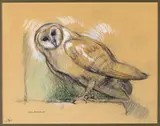 Study of an owl Signed and dated 29 Feb 68 Pen by Alan Alexander, Pen, ink and coloured chalk on buff paper, sold Feb 2018