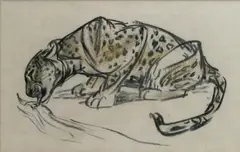 P Leopard Drinking by Elsie Marion Henderson, pencil on paper, sold Dec 2017