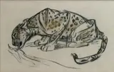 P Leopard Drinking by Elsie Marion Henderson, pencil on paper, sold Dec 2017
