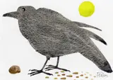 Blackbird Signed Watercolour over pencil 14.5 x 20.25cm Provenance: W by Mary Fedden, Watercolour over pencil, sold Nov 2017