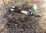 Magpies at the nest by Mosse Stoopendaal, sold Sep 2013
