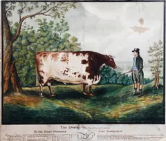 'The Durham Ox' by John Boultbee, watercolour, extensively inscribed, sold Jan 2013