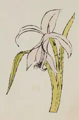 Still-Life (Flower) by Andy Warhol, ink and aniline watercolor dye on Strathmore paper, sold Jun 2021