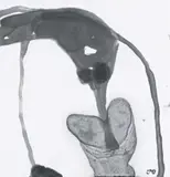 Honey Eater by John Olsen, ink on paper, sold Aug 2007